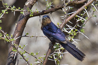 Rhinopomastus cyanomelas